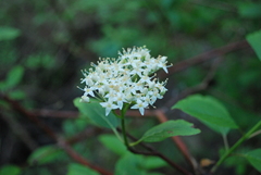 Cornus sericea occidentalis