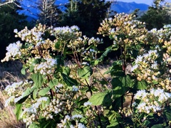 Ageratina roanensis