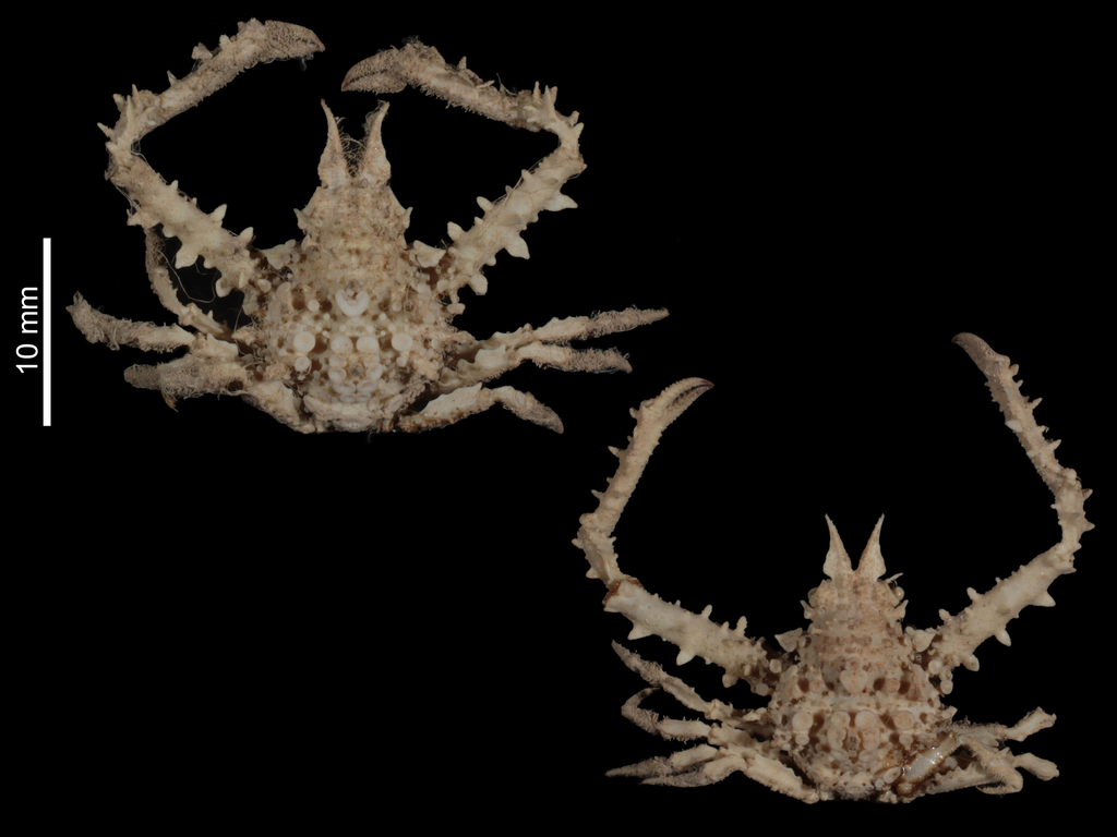 strawberry crab
