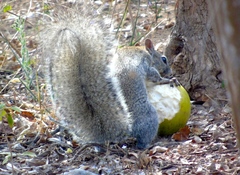 Sciurus colliaei