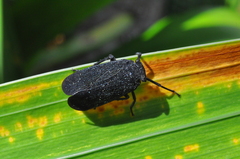 Acraephia