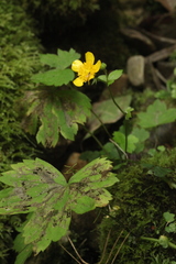 Ranunculus cappadocicus