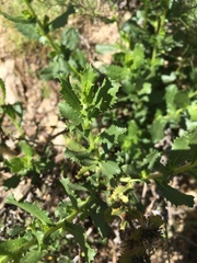 Hazardia squarrosa grindelioides