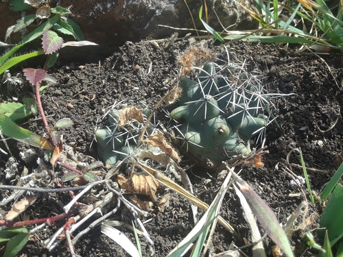 Coryphantha georgii