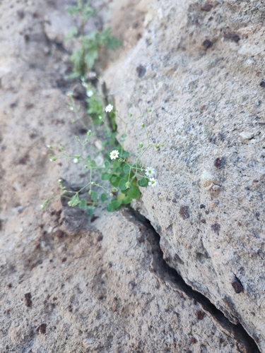 Image of Drymaria debilis by (c) Abraham Sánchez Romero, some rights reserved (CC BY)