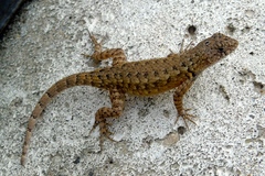 Sceloporus nelsoni
