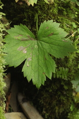 Ranunculus cappadocicus