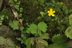 Ranunculus cappadocicus