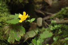 Ranunculus cappadocicus