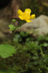 Ranunculus cappadocicus