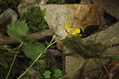 Ranunculus cappadocicus