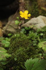 Ranunculus cappadocicus