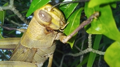 Valanga nigricornis