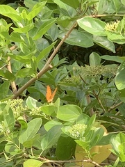 Phalanta phalantha phalantha