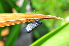 Acraephia