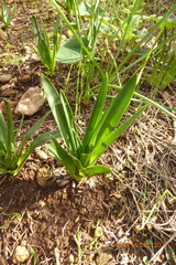 Scilla hyacinthoides