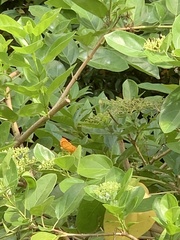 Phalanta phalantha phalantha