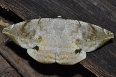 Oxydia vesulia