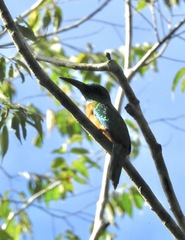 Jacamerops aureus
