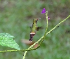 Lophornis delattrei image