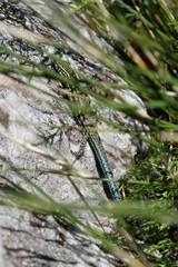 Tropidosaura gularis