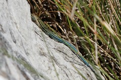 Tropidosaura gularis