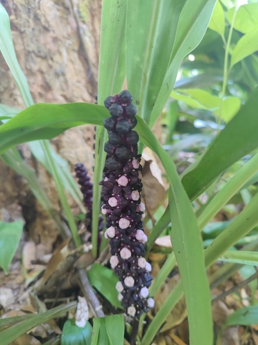 Tupistra grandistigma