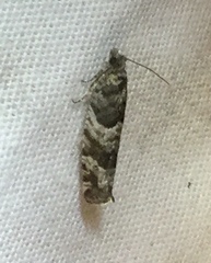 Pseudexentera maracana