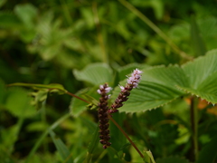 Bistorta amplexicaulis