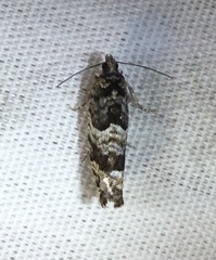 Pseudexentera maracana