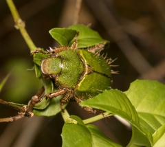 Brachysternus prasinus
