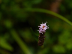 Bistorta amplexicaulis