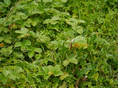 Bistorta amplexicaulis