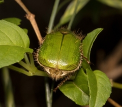 Brachysternus prasinus