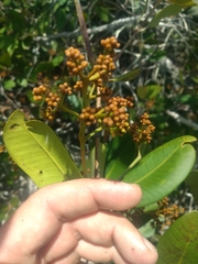 Myrcia loranthifolia