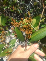 Myrcia loranthifolia