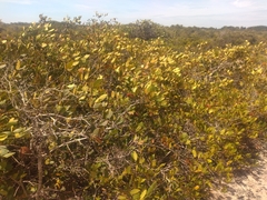 Myrcia loranthifolia