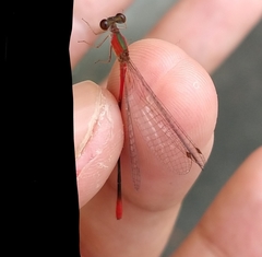 Telebasis collopistes