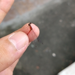 Telebasis collopistes