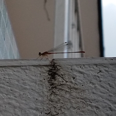 Telebasis collopistes