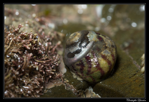 Purple Topshell