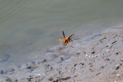 Polistes arizonensis
