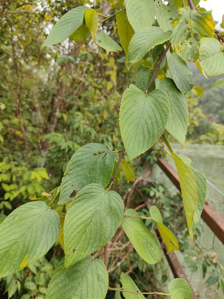 Gouania obtusifolia (Gouania obtusifolia)