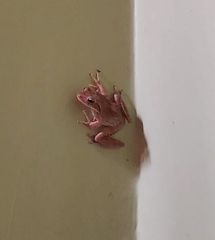 Polypedates maculatus