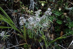 Gnaphaliothamnus salicifolius