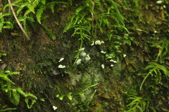 Rimbachia arachnoidea