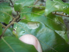 Conopomorpha cyanospila