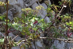 Arracacia atropurpurea