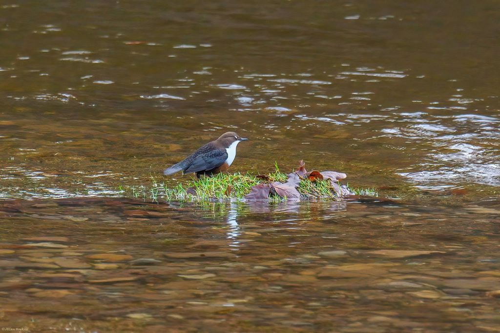 British Dipper from Llanfoist Fawr, Wales, UK on December 14, 2021 at