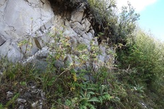 Arracacia atropurpurea